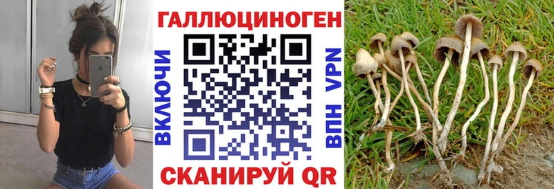 Псилоцибиновые грибы мицелий  Новоалтайск 